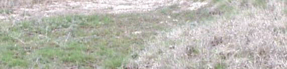maritima Puccinellia limosa Festuca pseudovina