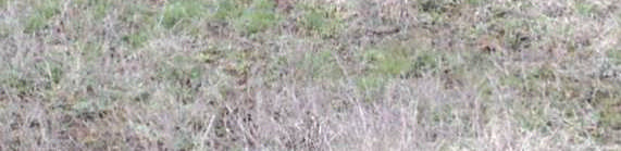 maritima Salicornia europaea Cl - K + Na + Főbb