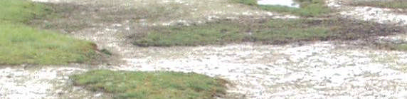 santonicum Plantago maritima