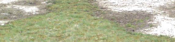 chamomilla Camphorosma annua A só