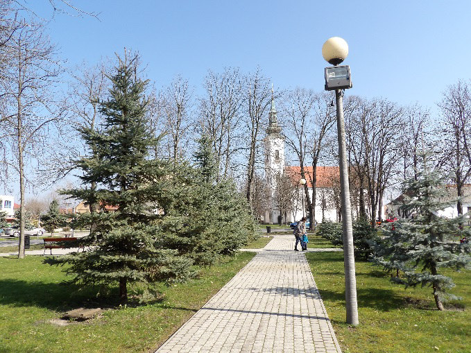 Az ezüstfenyők kivágásával /vagy jelentős ritkításával/ a park levegősebb, jobb térképzésűvé alakulna.