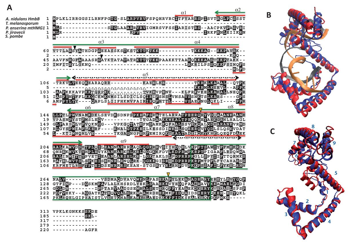 anserina mthmg1) és a Taphrinomycotina csoportban talált 2 homológot (P. jirovecii Pnji_1073, S. pombe Schp_954) tartalmazza.