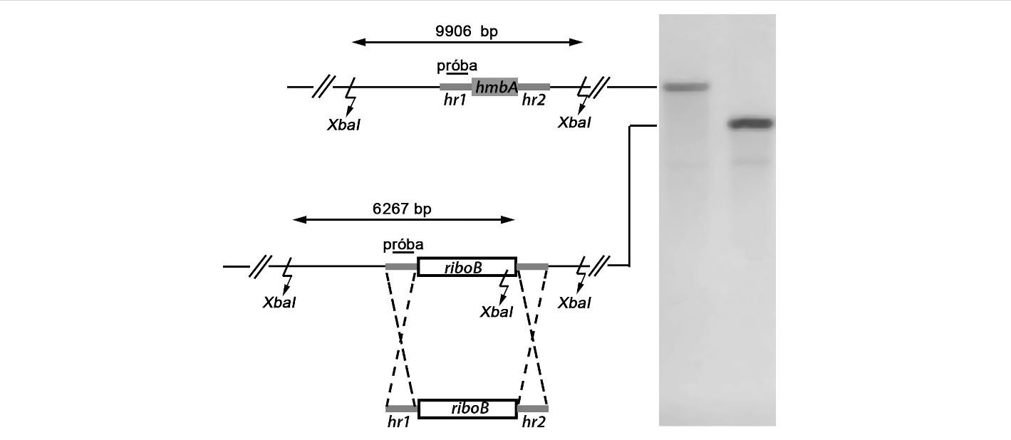 5.2. A HmbA vizsgálata 5.2.1. A hmbaδ deléciós törzs létrehozása A hmba gén deletálására létrehozott szubsztitúciós kazettát a Double Joint PCR technikával állítottuk elő (4.9. fejezet).