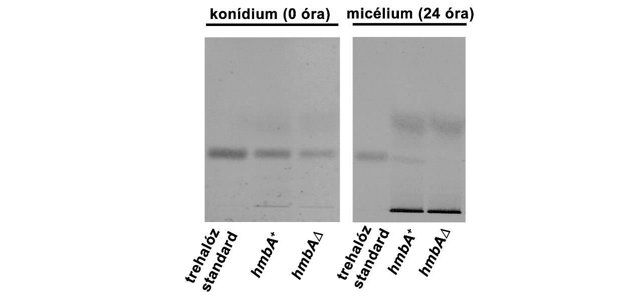 10. ábra: Másodlagos metabolitok vékonyréteg kromatogramja hmba + (HZS.118) és hmbaδ (HZS.205) törzsek mintái esetén.