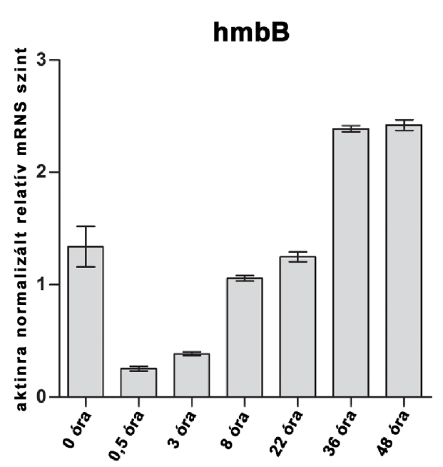 5.3. A HmbB vizsgálata 5.3.1. A hmbb gén kifejeződése csírázó konídiumokban és gombafonalakban Megvizsgáltuk a hmbb mrns kifejeződését a csírázás 30.