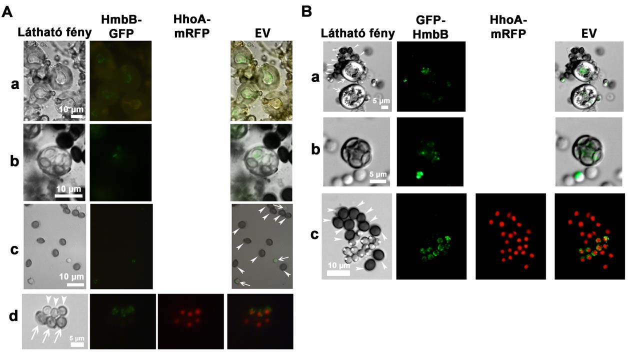 Mivel a HmbB-GFP fúziós konstrukciók nem állították helyre a deléciós mutáns aszkospóráinak csírázóképességét, megvizsgáltuk a fúziós fehérjék jelenlétét a hmbb-gfp és gfp-hmbb törzsek homozigóta