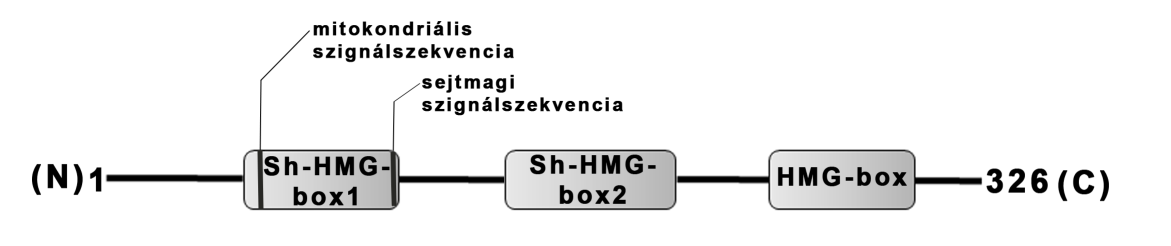 34. ábra: A HmbB fehérje doménszerkezetének sematikus, méretarányos ábrája.