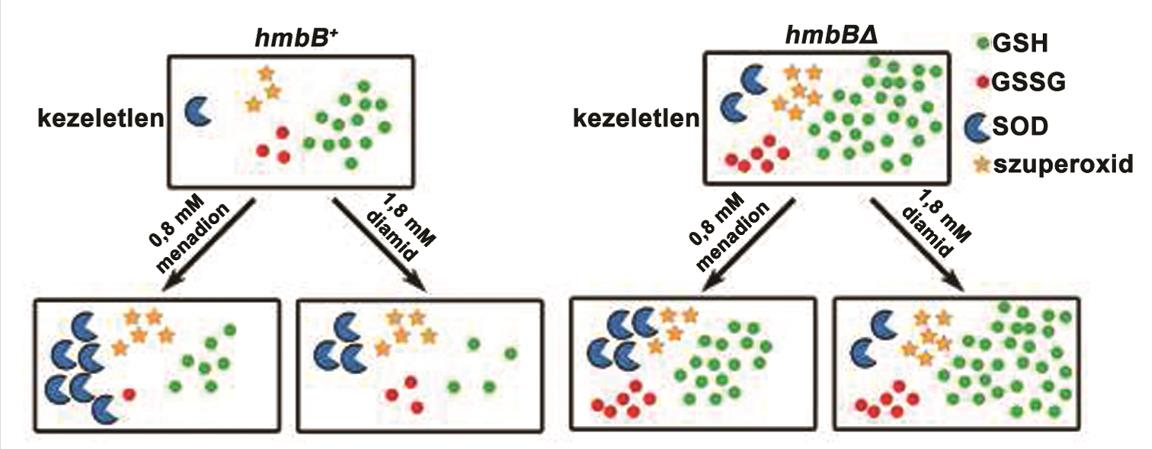 6.5. A HmbB fehérje hatása a redox környezetre Míg az összes glutation mennyisége nem különbözött a hmbb + és hmbbδ törzsek konídiumaiban, a GSSG mennyisége 20-szor kevesebb volt a deléciós törzsben.