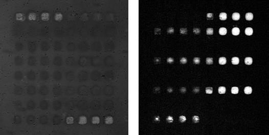 12. ábra Bal oldalon látható a biochip CCD kamerás képe a mérés előtt, jobb oldalon pedig a bekötődés során felvett differenciális kép.