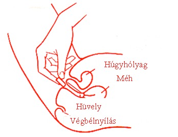 Hüvelytabletta alkalmazása applikátor nélkül: Terhesség alatt a hüvelytablettát applikátor nélkül kell használni! Alapos kézmosás után fogjuk meg a hüvelytablettát és helyezzük a hüvelybe.