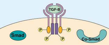 A TGF jelátvitele A receptor Ser/Thr kinázok üzenete