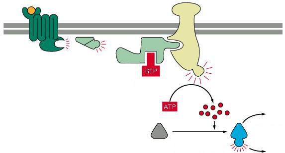 A G fehérjék jele is eljuthat a sejtmagba - CREB