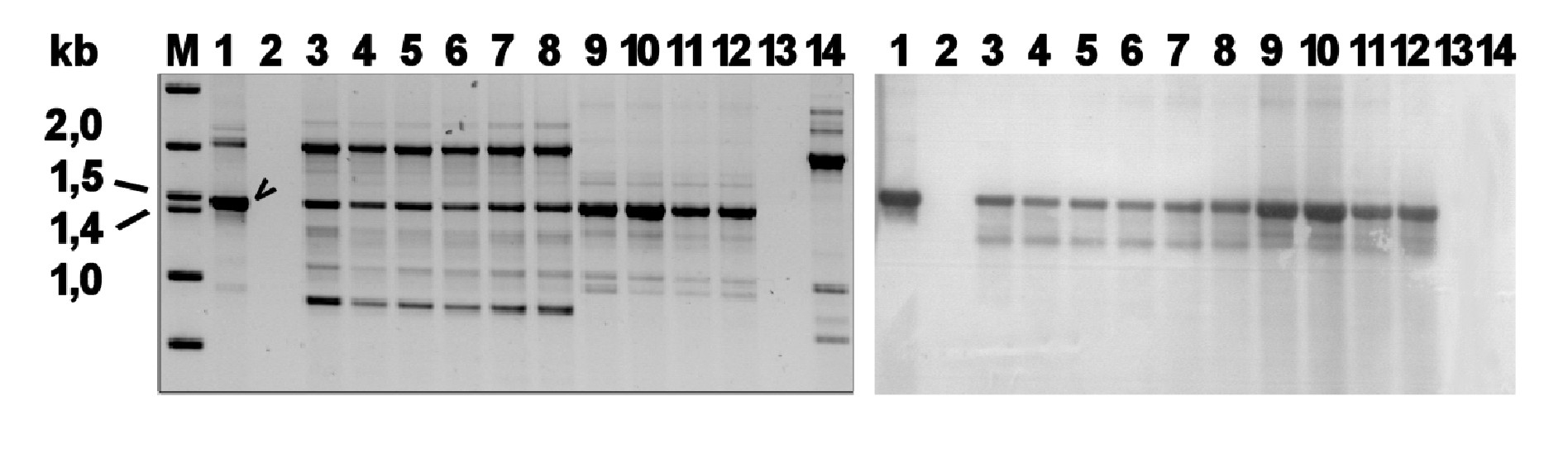 9. ábra: Égerfitoftóra, Ph. cambivora és Ph. fragariae RAPD-PCR termékei az OPG-02 indítószekvenciával (bal oldal), illetve ennek hibridizációs membránja (jobb oldal) a Ph.