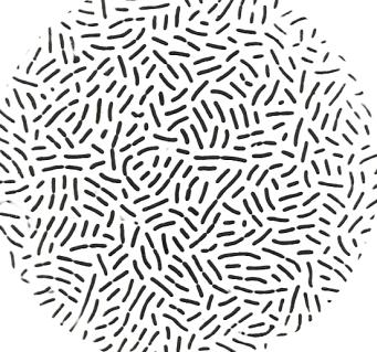 Lacic acid bacteria (LAB) of wines Genera typical species shape of cells Pediococcus damnosus (cerevisiae)