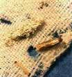 Superfam: Tineoidea Fam: Tineidae - ruhamolyok - kistermetű, fémes csillogású, inkább éjjel aktív lepkék -