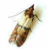 Superfam: Pyraloidea Fam: Pyralidae - fényiloncák - kis/közepes termetű