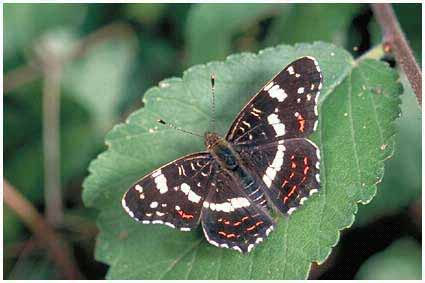 : csalán Classis: Insecta -