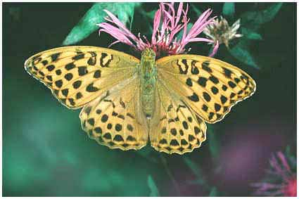 Nymphalinae - tarkalepkék