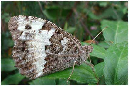 Superfam: Papilionoidea Fam: Nymphalidae - főlepkék subfam: