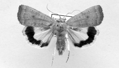 Noctua interjecta Hübner, 1803 - Középrigóc kastélypark 2003. VI. 22. leg.: Malgay V. Occasional migratory species less then 10 specimens are known from Hungary.