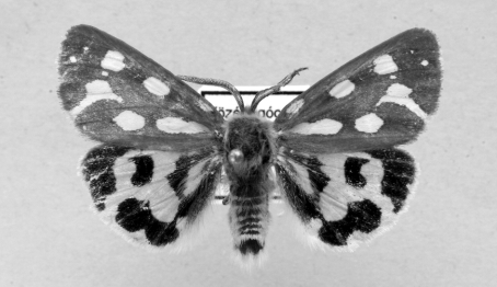 Hyphoraia aulica (Linnaeus, 1758) Középrigóc Aranyospuszta 2003. V. 11. leg.: Sáfián Sz., Malgay V. is new to the fauna of the Barcs Borókás.