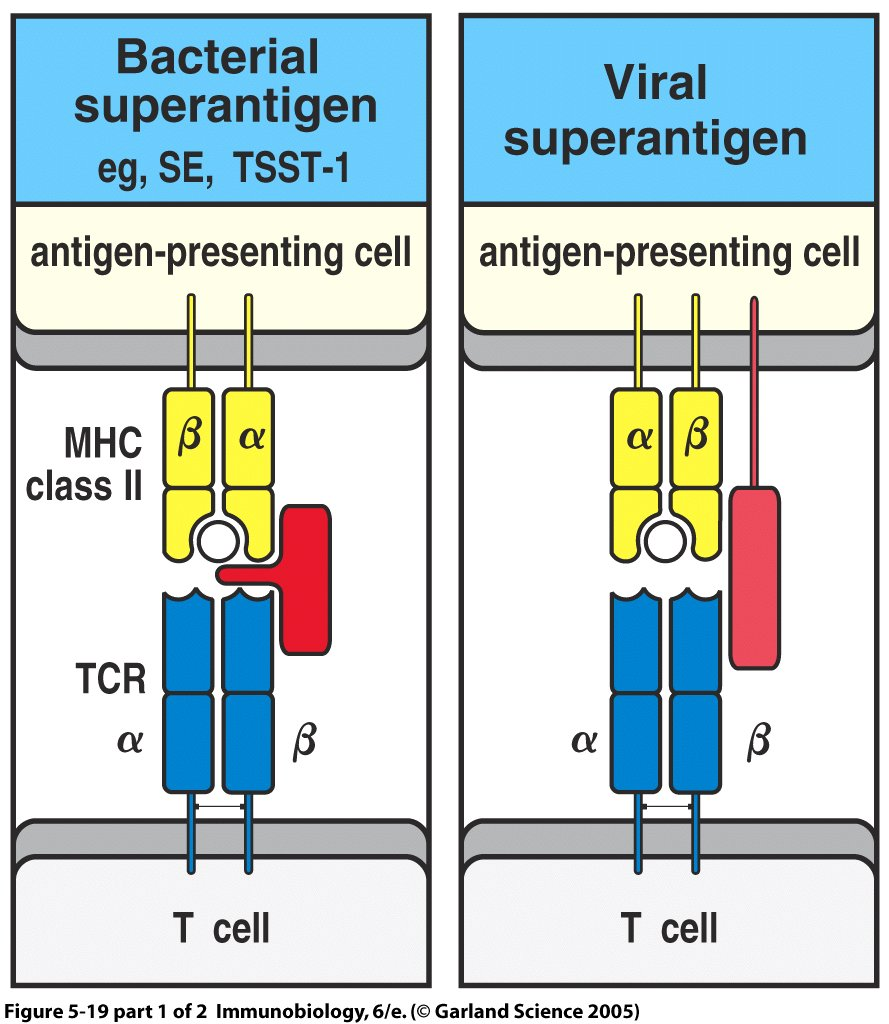 Szuperantigének A normál immun válaszban a szervezet T sejtjeinek 0.001-0.0001% - a aktiválódik. A SAg (endotoxin) képes a szervezet T sejtjenek több mint 20% -át aktiválni.