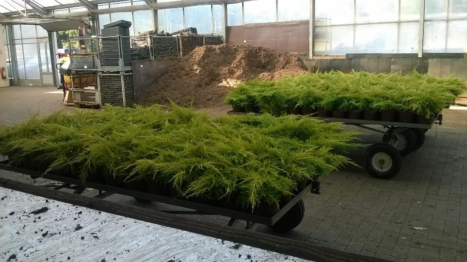 Növények:juneprus media mintjulep,juniperus escop.