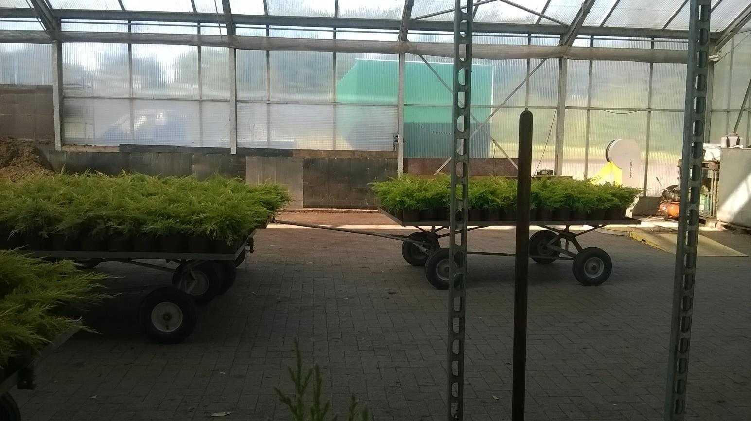 Négyünket beállítottak a 2 asztalhoz főnök osztogatta a növényeket mi pucoltuk és raktuk tovább őket. Ez ment a munka végéig. 17.nap 2015.10.