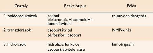 Az enzimek osztályozása aktivitásuk