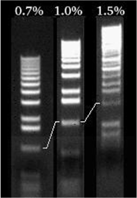 Experiment: 100 ng K562 DNA Digest