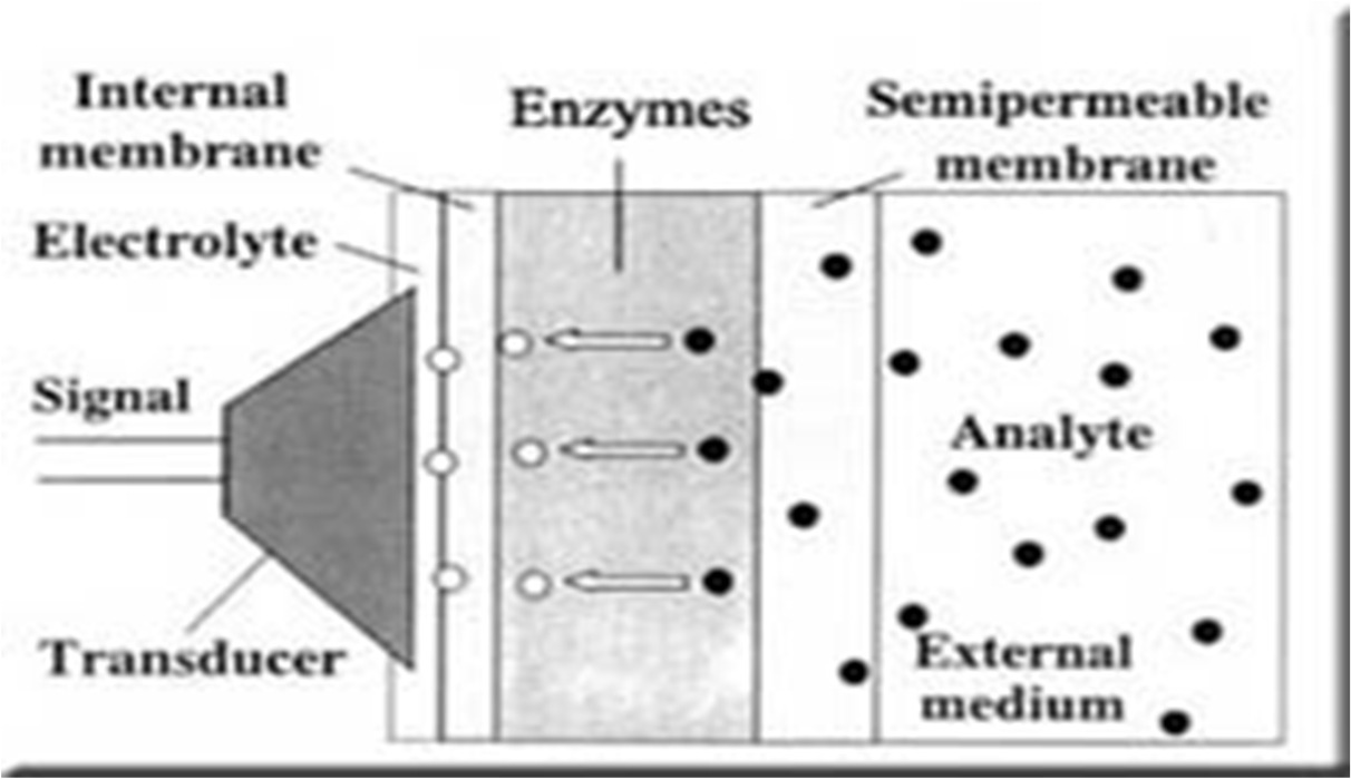 Enzimes analitikai módszerek Bioszenzorok Az immobilizált enzimek lehetővé tették az enzimelektródok alkalmazását.