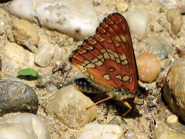 : Kiselièin crvenko Lycaena dispar (Foto: