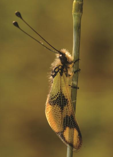 Az első keleti rablópille (Libelloides macaronius)