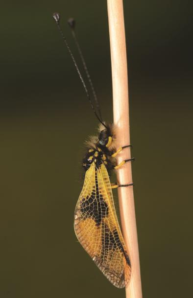 The first photo of Libelloides macaronius 2.kép.