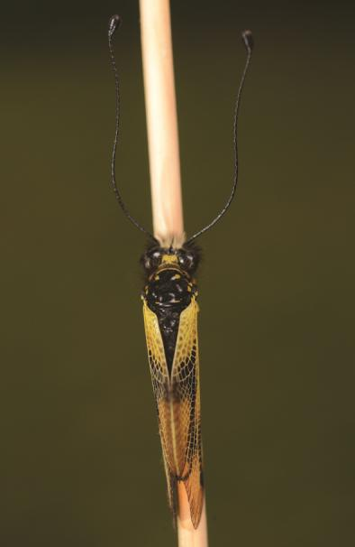 Picture 2. Female Libelloides macaronius 3-4. kép.