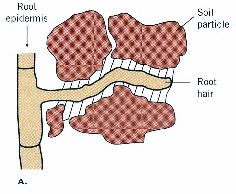 A) A gyökérszőrök fokozzák a vízfelvételt B) A