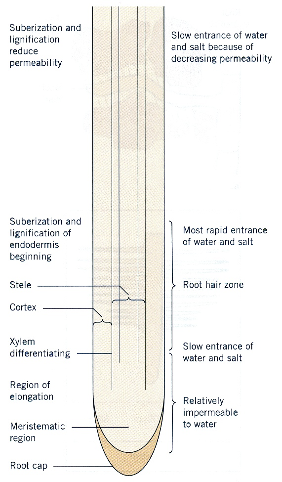A differenciált gyökérszövetek és a vízfelvétel kapcsolata Forrás: