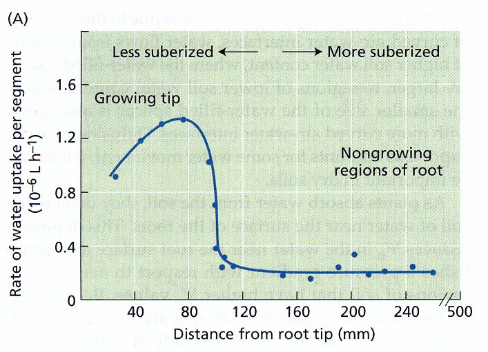 (A) Vízfelvétel a gyökér különböző részein (B) Vízfelvétel, ha a gyökér teljes felszíne egyformán vízáteresztő, vagy (C) ha az