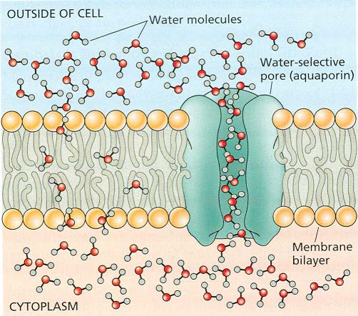 Az integrális akvaporin fehérje alkotta szelektív pórus a