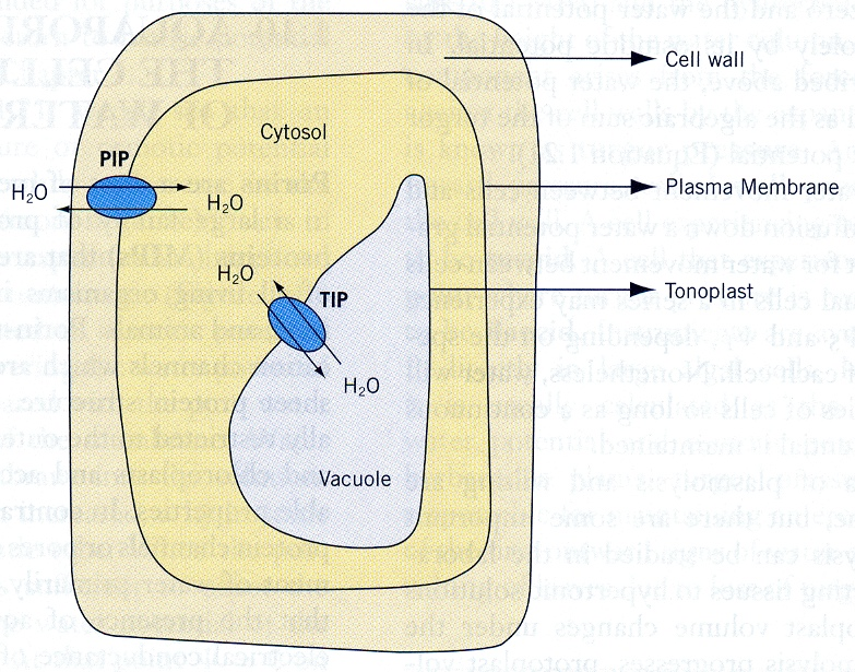 Növényi akvaporinok találhatók a sejtplazma (PIP) és tonoplaszt (TIP) membránokban