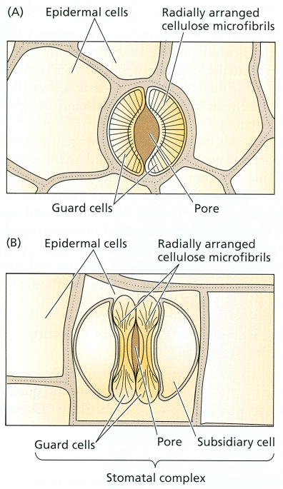 A cellulóz mikrofibrillumok sugaras elrendeződése a (A) vese és (B) súlyzó