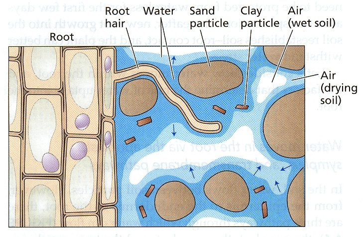 A gyökérszőrök szorosan kapcsolódnak a talaj részecskékhez, ezáltal nagy mértékben