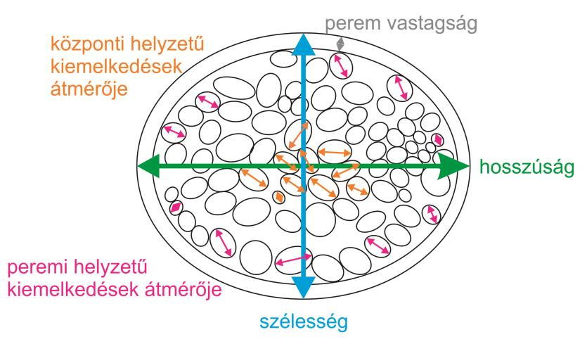 díszítettséget (1. tábla A-D).
