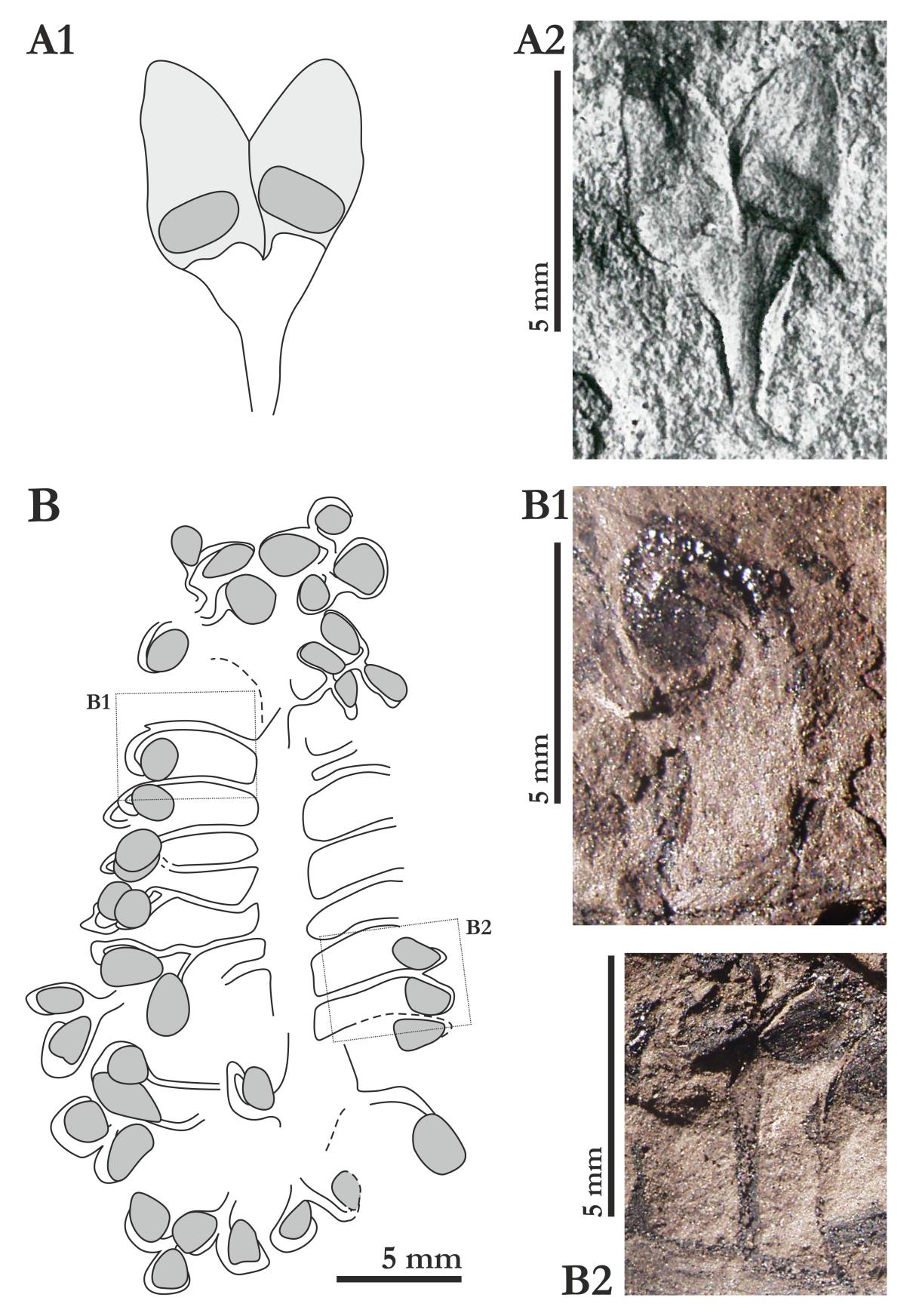 13. ábra: A1) Schizolepis sematikus rajza, A2) Schizolepis liassokeuperiana KRÄUSEL (1958) publikáció alapján