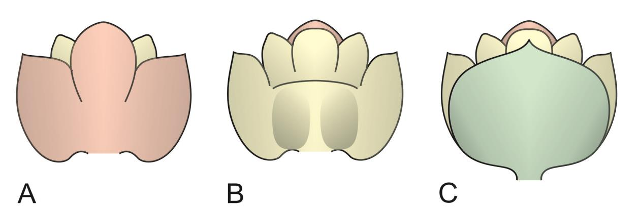 szélesek és 7-9 mm magasak. Egy levélke ezeken a pikkelyeken 4,5-5 mm átmérőjű. Az oldalsó levélkék minden esetben tompaszöget zárnak be a pikkelykomplexum alapjának érintő egyenesével (16. ábra). 8.