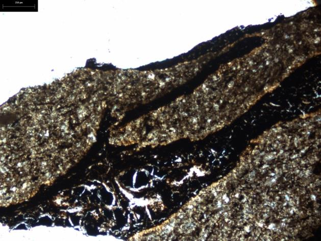 A vékonycsiszolatok alapján a szemcsék anyaga leggyakrabban szerves szén, karbonáttal, kvarccal és csillámmal. A kvarc maximális szemcsemérete 60 µm.