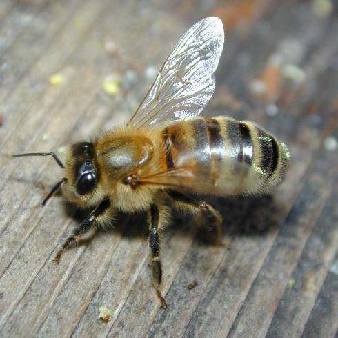 A méh pusztulását egy bizonyos