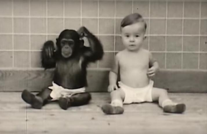 Állatok beszédre tanítása Csimpánzok beszédre tanítása: Gua https://www.