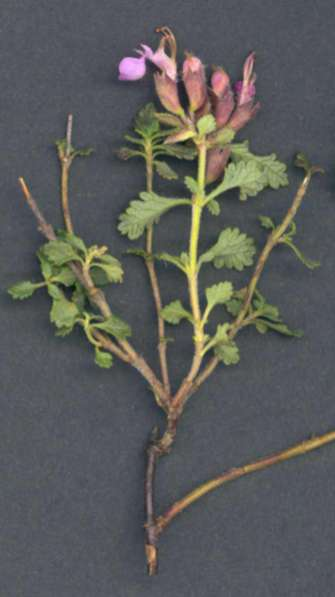 Sarlós gamandor Teucrium chamaedrys alacsony, gazdagon elágazó szárú, fásodó tövű évelő (Ch) Levél: kicsi, tojásdad, rövid nyelű, szabálytalanul fűrészes Virág: sötétrózsaszín, 1-6-osával
