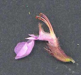Teucrium